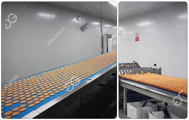 Coin Biscuit Production Line for Cooling